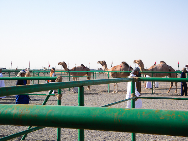 Female camels getting ready for judging