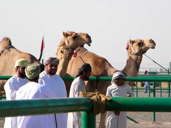 Female camels being taken for judging