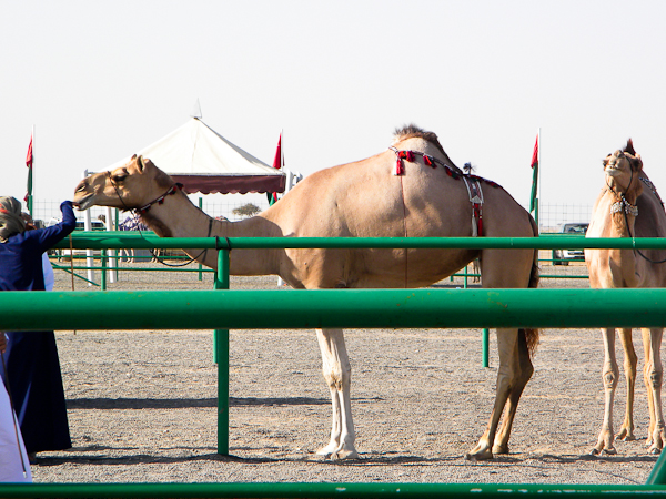 Female camels 