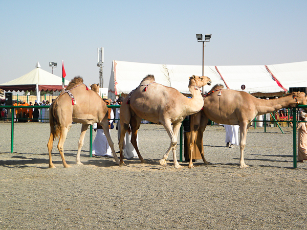 Female camels with decorations