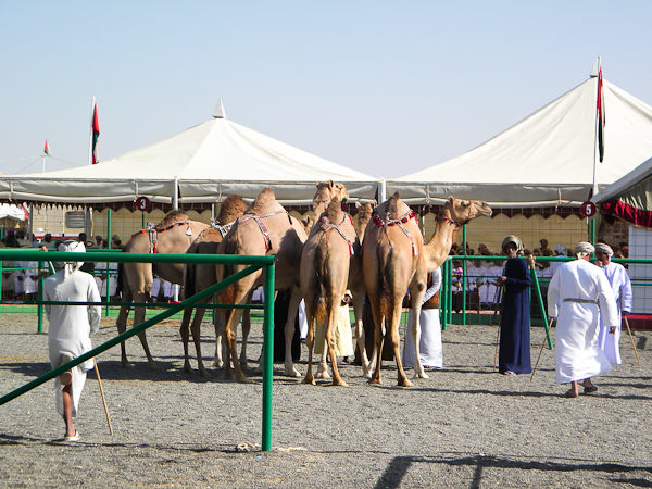 Female camels being judged