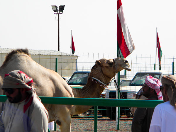 Male camel
