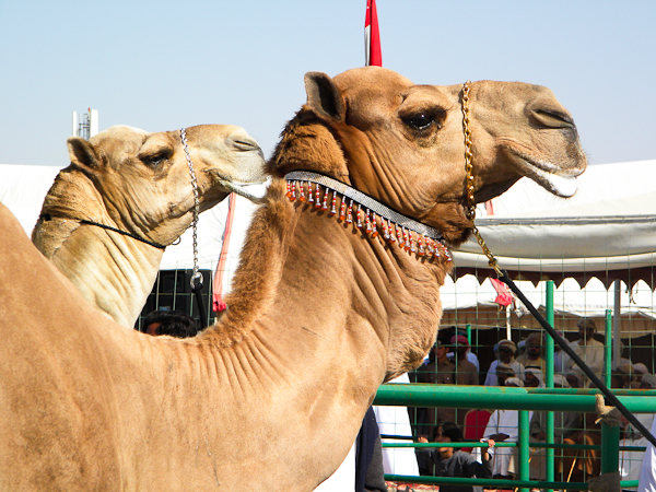 Male camels being judged