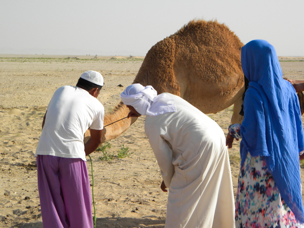 Branding camel