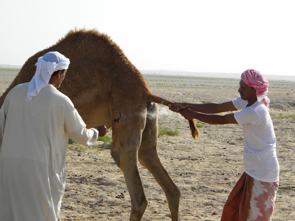 Branding camel