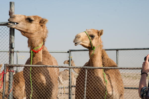 Camels to be branded