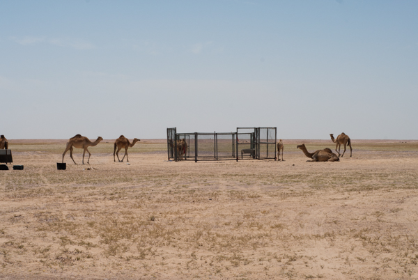 Camels in the temporary camp enclosure