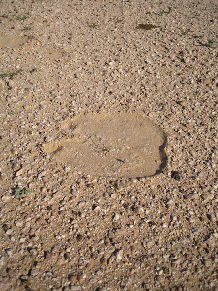 Camel Footprint