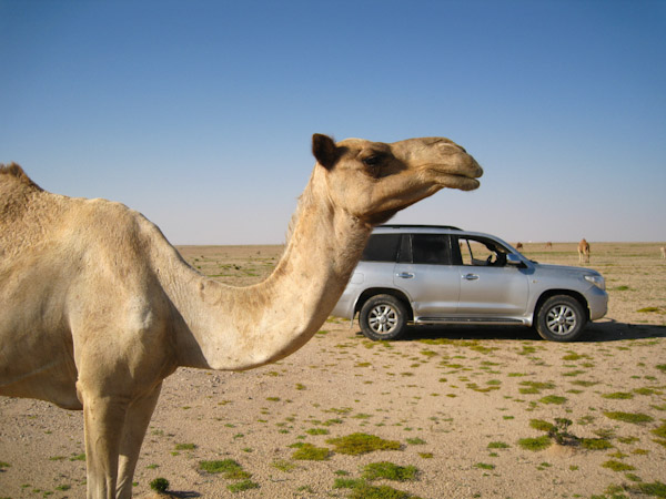 Camel and truck in  in Wadi Mukhaizana