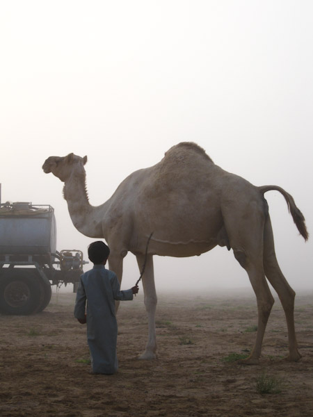Grandson with camel