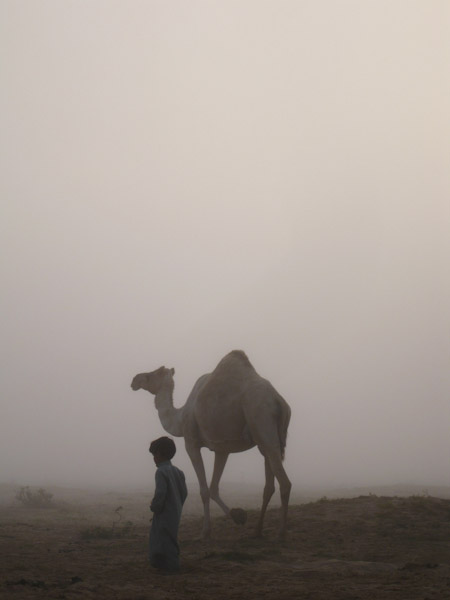Grandson with camel in morning dew