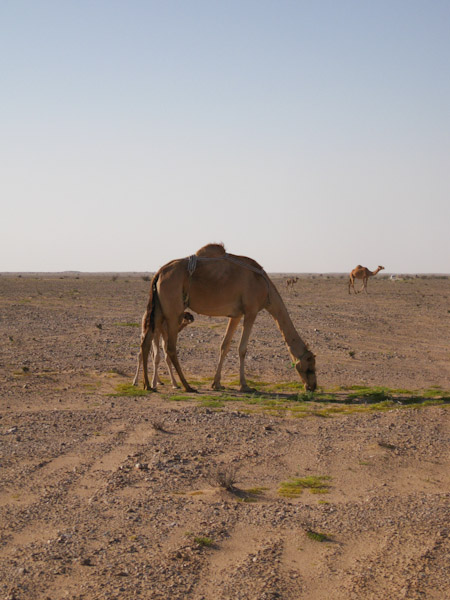 Camels grazing in Wadi Mukhaizana near Occidental Oil Camp