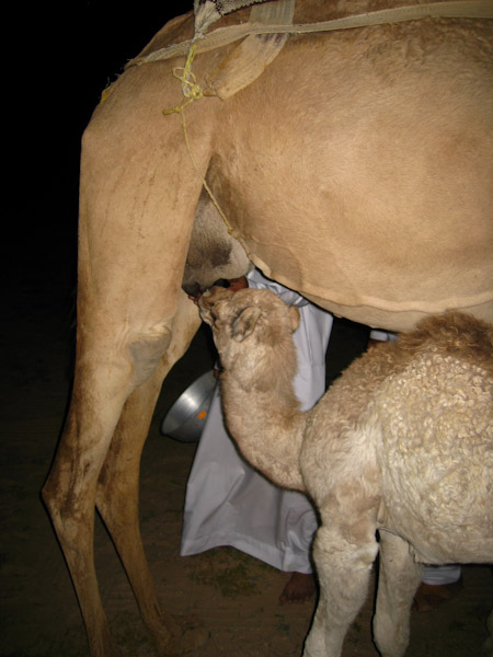 New born camel nursing