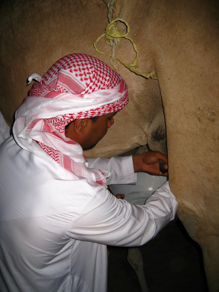 Milking camel at night