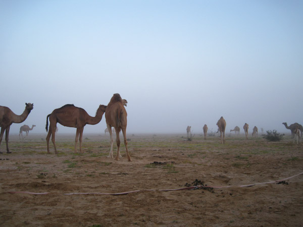 Camels in early morning dew