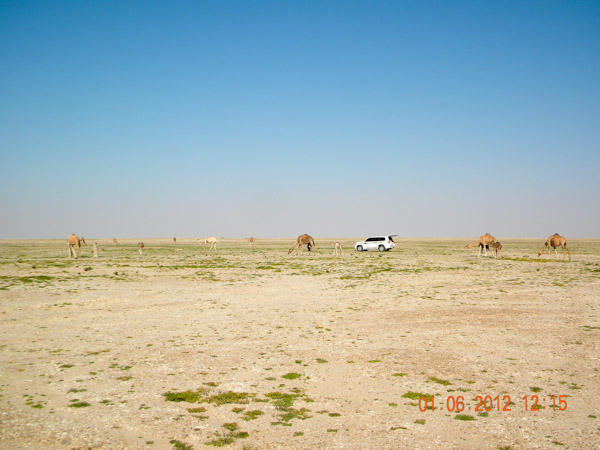 Camel herd grazing in Wadi Mukhaizana