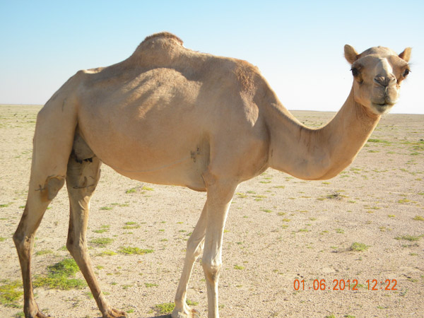 Camels grazing in Wadi Mukhaizana