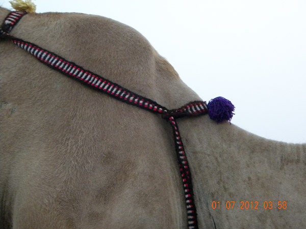 Camel straps