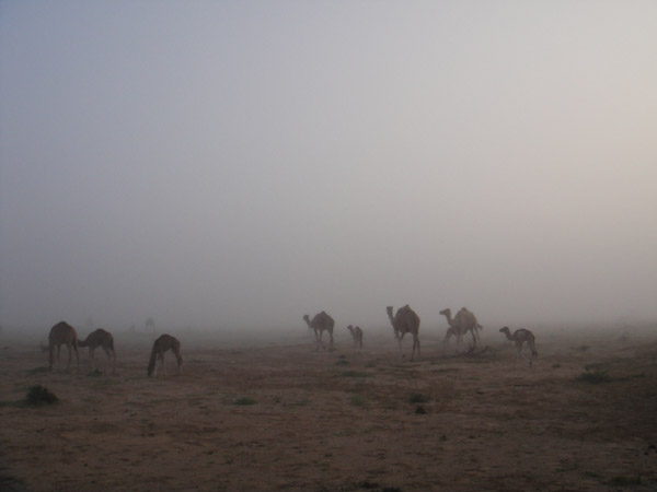Early morning  dew at temporary camel camp