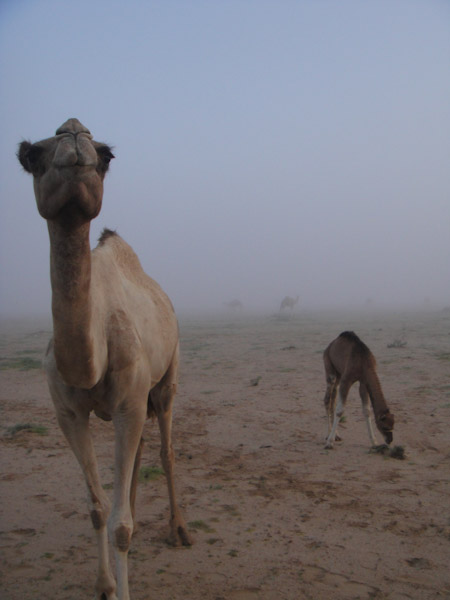 Camels in morning dew