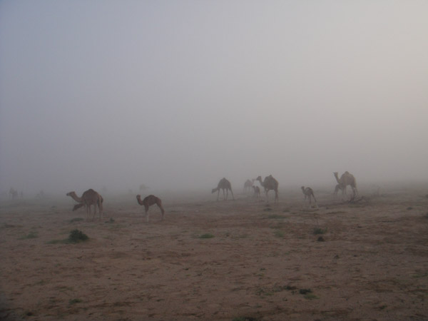 Camels in morning dew