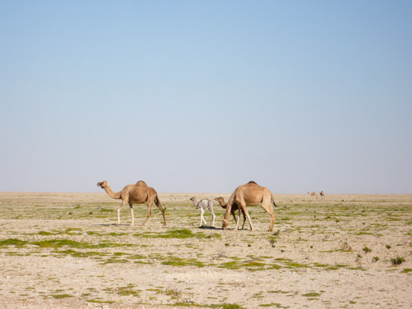 Camel herd grazing in Wadi Mukhaizana