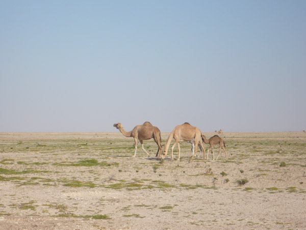 Camels grazing in Wadi Mukhaiana