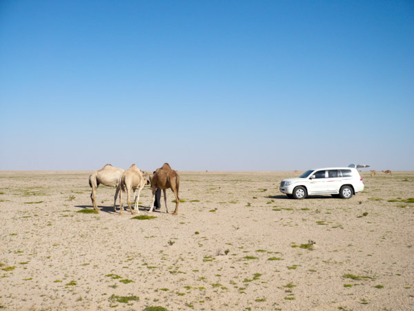 Camels and 4-wheel drive cars