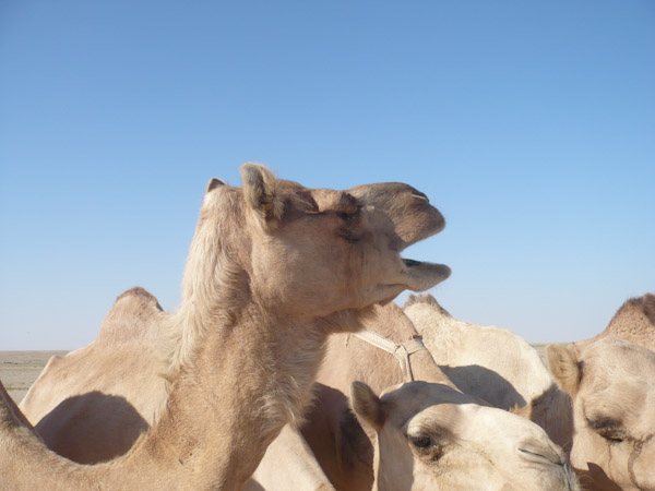 Camels waiting for hand feeding
