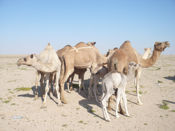 Camels with new borns