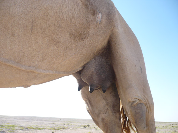 Camel's four udders