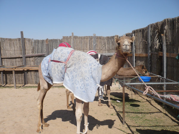Racing camel  compound near Haima
