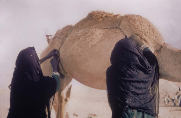 Adjusting camel straps