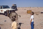 Admiring the orphaned camel