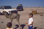 Admiring the orphaned camel