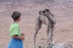 Another young camel