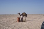 Baluchi camel herder