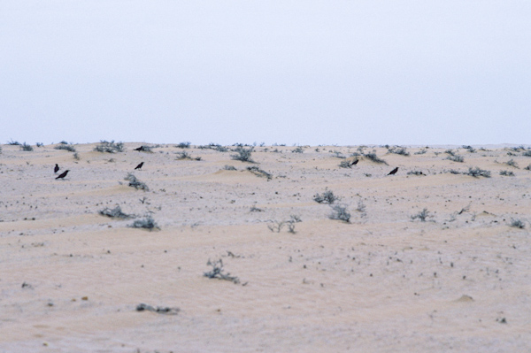 birds in the desert