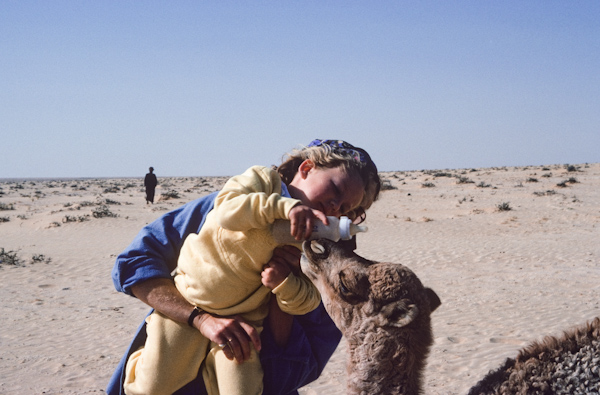Bottle-feeding an orphaned camel
