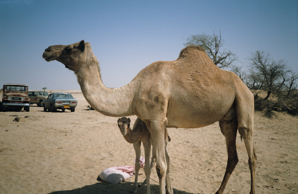 Camel and its young