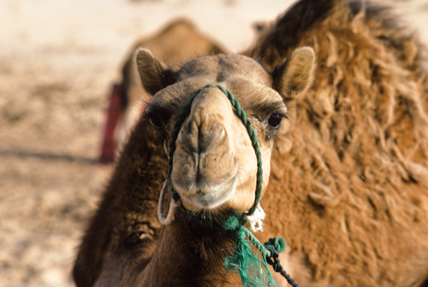 Camel close up