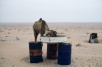 Camel feeding