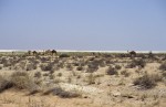 Camel herd grazing