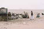 Camel herd in camp in the early morning