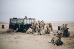 Camel herd resting