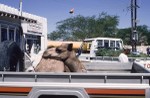 Camel in truck