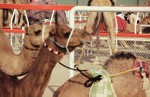 Camel races at Seeb during National Day celebrations