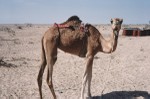 Camel saddled for riding