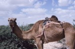 Camel saddled for riding