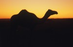 Camel silhouette at sunset